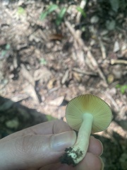Russula rosacea