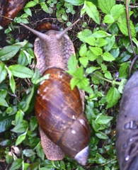 Megalobulimus popelairianus