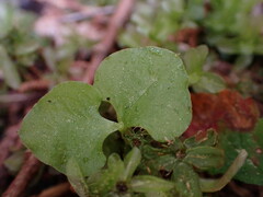 Neottia cordata