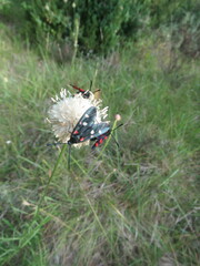Zygaena ephialtes