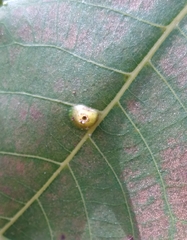 Phylloxera caryaefoliae