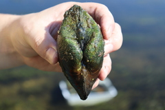 Alasmidonta marginata