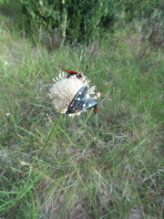 Zygaena ephialtes
