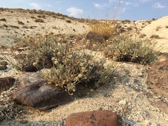 Eriogonum diatomaceum