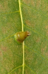 Phylloxera caryaefoliae
