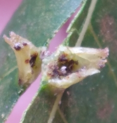 Phylloxera caryaefoliae