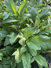 Symphytum officinale