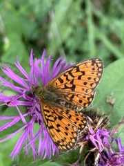 Boloria selene