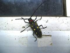 Batocera rubus