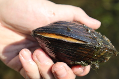 Alasmidonta marginata