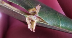 Phylloxera caryaefoliae