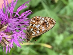 Boloria selene