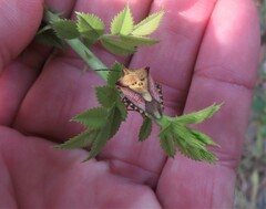 Carpocoris mediterraneus atlanticus