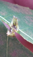 Phylloxera caryaefoliae