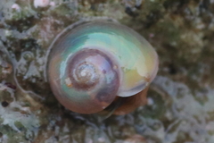 Margarites helicinus