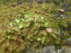 Peltigera aphthosa