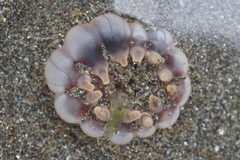 Peachia quinquecapitata