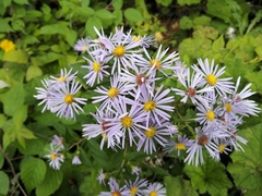 Symphyotrichum puniceum