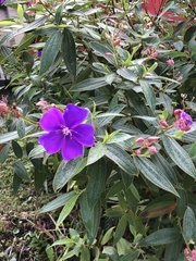 Melastomeae