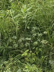 Geranium palustre