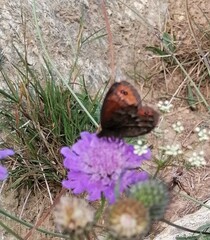 Erebia montanus