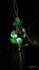 Trachelospermum