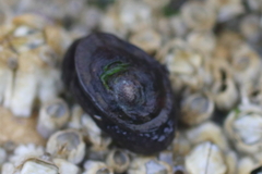 Siphonaria thersites