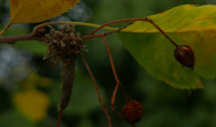 Gymnosporangium clavariiforme