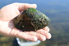 Alasmidonta marginata