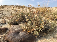 Eriogonum diatomaceum
