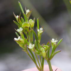 Centella thesioides