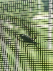 Leptoglossus occidentalis