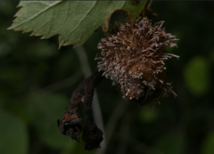 Gymnosporangium clavariiforme