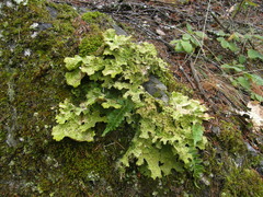 Lobaria