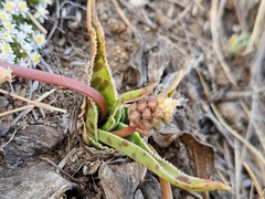 Ledebouria luteola