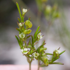 Centella thesioides