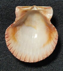 Argopecten ventricosus