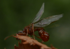 Myrmica
