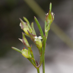 Centella thesioides