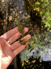 Ceratophyllum demersum
