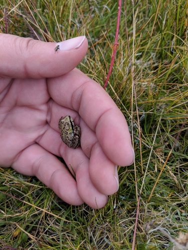 iNaturalist observation photo of Pacific chorus frog