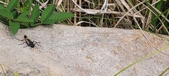 Ammophila