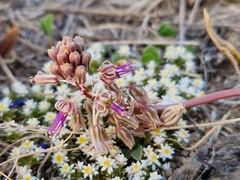 Ledebouria luteola