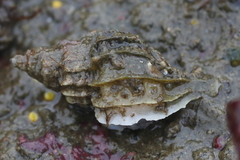 Scabrotrophon stuarti