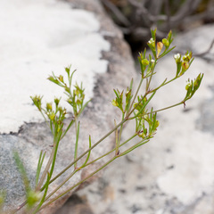 Centella thesioides