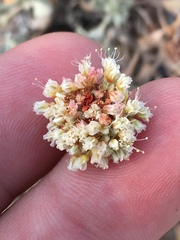 Eriogonum diatomaceum