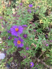 Symphyotrichum novae-angliae