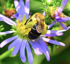 Andrena asteris