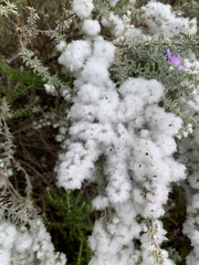 Eriocephalus racemosus