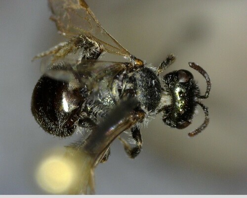 iNaturalist observation photo of Incomplete Sweat Bee